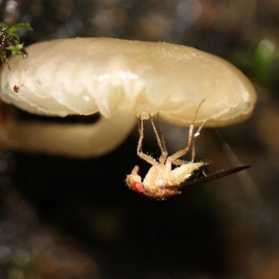 PhD and member of the research team of the Grupo de Entomología Universidad de Antioquia -Medellin. Curator flies - Fungus gnats