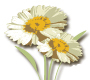 DaisyRootsEco's profile picture. Daisy Roots are Cornwall’s unique green eco florist specialising in Cornish grown, fairtrade and organic flowers.