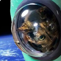 野良猫のリョウ (@dark__mi) 's Twitter Profile