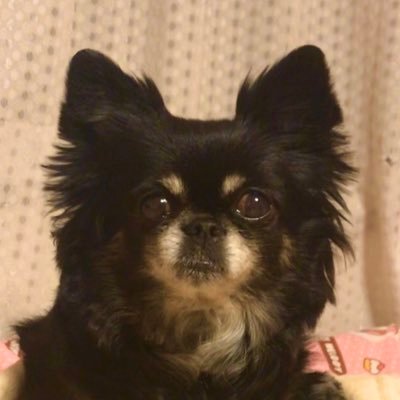 黒チワワのヒメちゃん Kurochihuahuano Twitter 黒チワワのヒメちゃん Kurochihuahuano Twitter