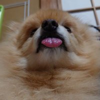 墨染🍌🎌🐝 (@sumizome_ramen) 's Twitter Profile Photo