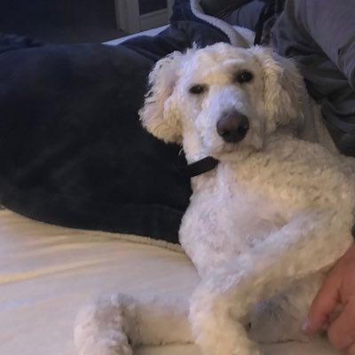 I’m here for the pets. I wish all animals had the same life that I do; loved and respected and able to sleep in my human boy’s bed.