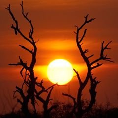 OuroborosFarms1's profile picture. A 15.000 square foot commercial Aquaponic farm providing pure, sustainable, local produce for the San Francisco Bay Area.