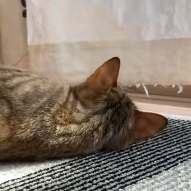 猫大好きです！仲良くしましょ