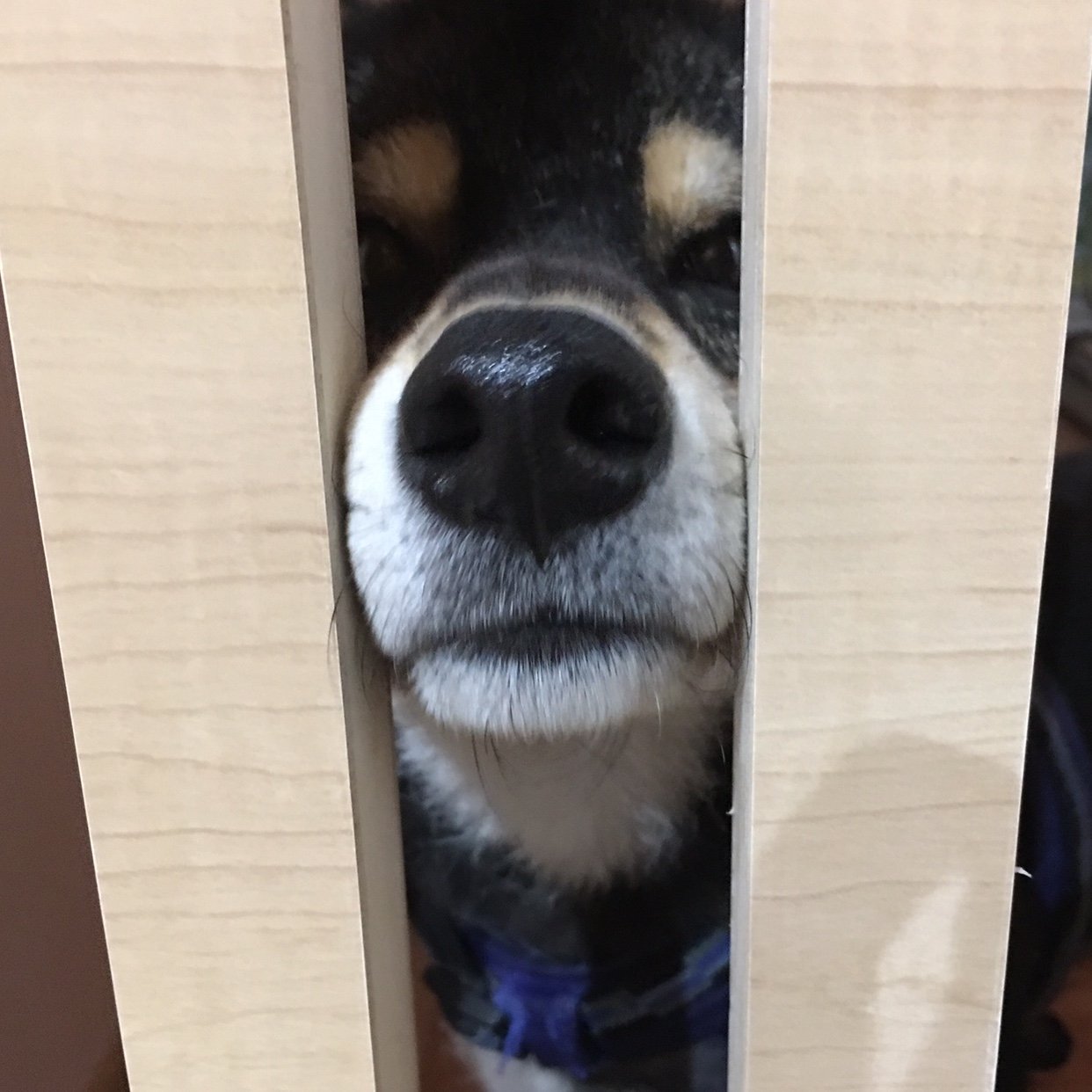ningenninattayo's profile picture. 前世はもぐらだったかもしれない。