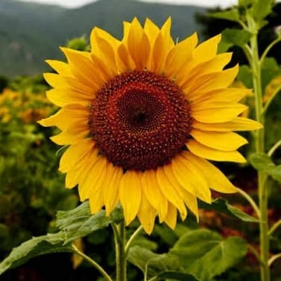 Lukh91207906's profile picture. Plus ça change, plus c'est la même chose.