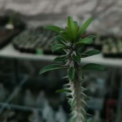 Toolate123456's profile picture. ชีวิตติด+                                                   CD4 630 ,VL undetec ล่าสุด✌🏻😉✌🏻          ไม่รู้ว่ามันเริ่มเมื่อไหร่...