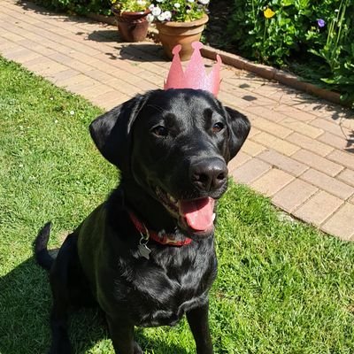 Wellbeing School Dog @Bishop_Llandaff #labrador #dogsoftwitter