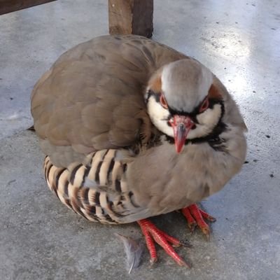 農業高校(食品科学)卒。三姉妹の母😊B型と間違われるA型。
見た目は真面目、中身はおもしろ😏
事務職にチャレンジしたら全くダメでした…。
お金貰うって大変…😟
✏️R4：FP3、R5：日商簿記3、日商PC3データ活用・文書作成取得