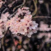 caecuselegans's profile picture. the official Twitter of a japanese curator
he/him | donate: https://t.co/1zxLLWTD3z