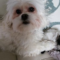 michele (@cometgrl70) 's Twitter Profile
