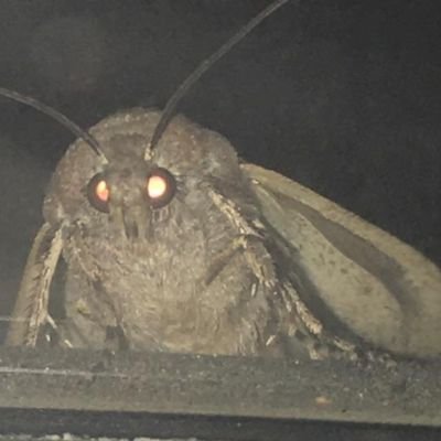 CryptoGumi's profile picture. mostly plants
🌿🍄