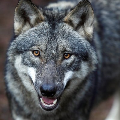 Totallynotnigh1's profile picture. Fellow zoo always up for dicussion. hobbies: playing guitar and writing music. also metalhead