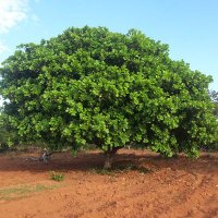 Ng'wanangwa (@madenijoachim) 's Twitter Profile