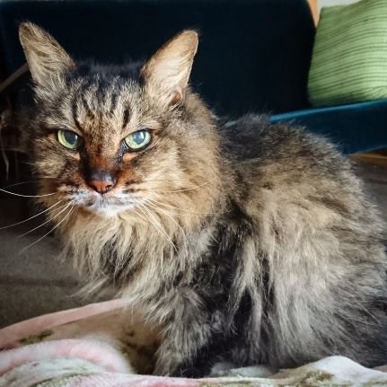 UIVsaYe6gyFqNKj's profile picture. 貝と化石と猫。生物好き収集癖ある薬屋。