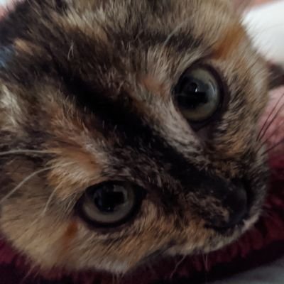 保護猫との暮らしInstagram⇒ https://t.co/C8YgBONeyk TikTok⇒ https://t.co/o52TuGYvrx