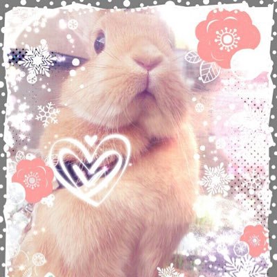 KinakoUsa0324's profile picture. 2/20 きなこさんはお空に行ききました…
 Happybirthday!!!03/24