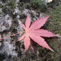 ChangRok .나는 이스라엘을 지지하며 끝까지 함께 합니다. (@oc0609) 's Twitter Profile