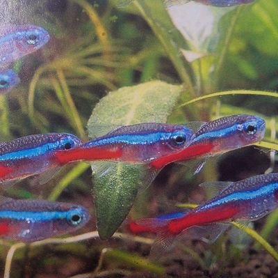 熱帯魚の飼育、観賞が好きなおじさんです。