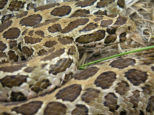 negative population growth advocate, postal service enthusiast.  the snake is a mexican lance-headed rattlesnake.