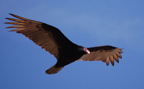 gas914's profile picture. Cold War/Vietnam Era Vet, conservative, realist, Pro-Israel, Anti-any group that wants to Attack the USA. Oath taken,defend against all enemies.