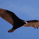 George Smythe - @gas914 - Twitter