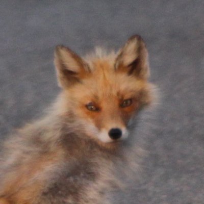 カメラもって出かけたり、回路いじったり、テーブルでトークしてたり。航空宇宙は人生なのでカテゴリー上位。エンジニア崩れリスキル中。 SEL/科学・工学・天文系ボランティア活動、たぶん宇宙クラスタ・天文宇宙検定2級もち、VRChat民