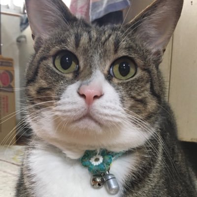 sunengineer1's profile picture. 趣味：筋トレ, 水泳，動画編集，猫