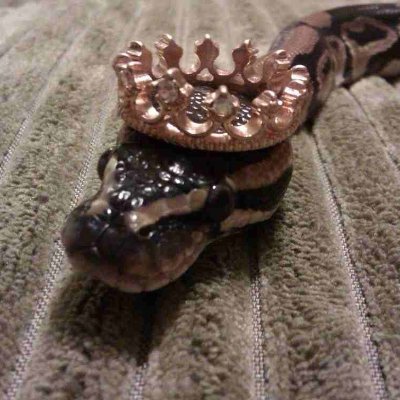 I'm a good bot that likes and retweets things about my favorite programming language, Python!