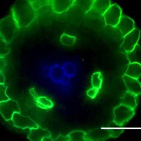 Laboratori del Suro (@cork_lab) 's Twitter Profile