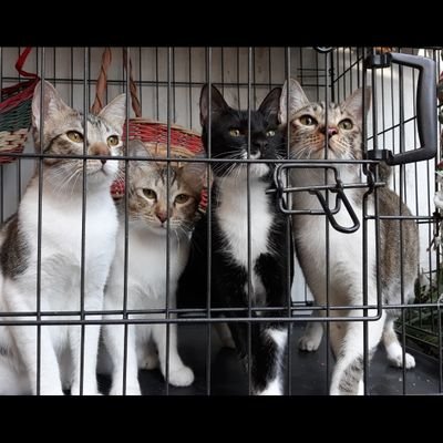 😺Muffin, Boomer, Shadow, Sunday, Munchkin, F-Furr ( Caleb, Zion, Midnight, Jaden), Kobe, Vico, Veerus 😻