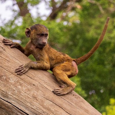 Hi I'm Clive, a passionate amateur nature & wildlife photographer.
Web: https://t.co/rWVhYtdfCz
Vero: https://t.co/7fKyZd2pvz