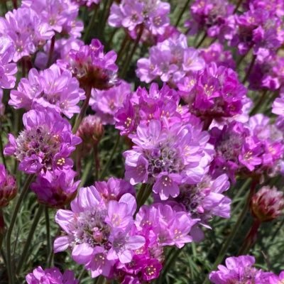 MargaretGregor5's profile picture. 