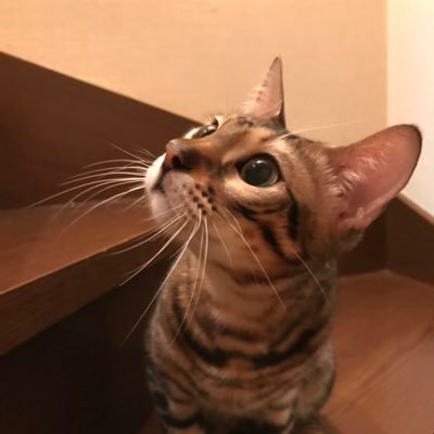 GAL FIP寛解さんのプロフィール画像
