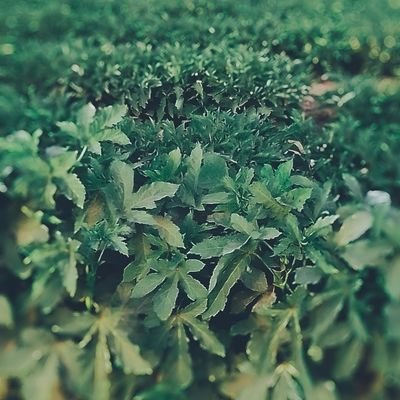 KoraiPathan's profile picture. 