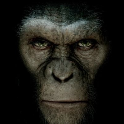 PissedOffMonkey Profile Picture