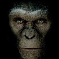Pissed Off Monkey(@PissedOffMonkey) 's Twitter Profile Photo