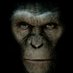 Pissed Off Monkey (@PissedOffMonkey) Twitter profile photo