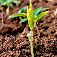 NanoFertiliser News (@nanofertiliser) 's Twitter Profile