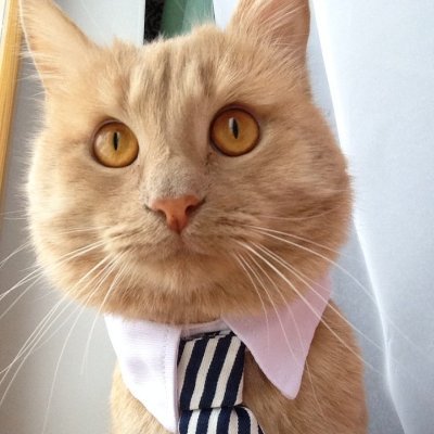 Wolf72011270's profile picture. 