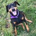 RoxytheDobermann (@dobermanroxythe) Twitter profile photo RoxytheDobermann (@dobermanroxythe) Twitter profile photo