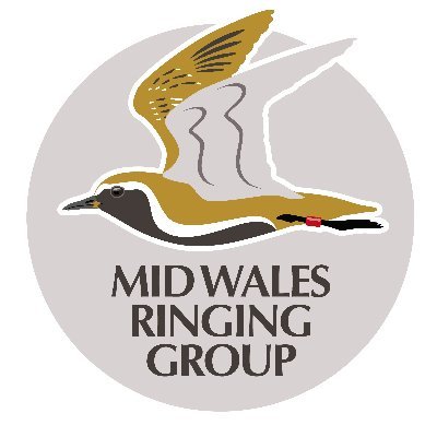Report sightings and get colour ring histories of MWRG birds at https://t.co/DLUYH2pbnz or email : midwales.ringing@btinternet.com
