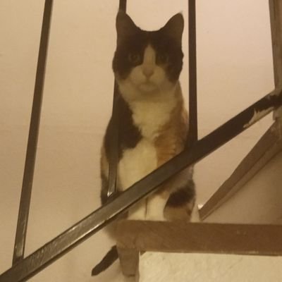 kidspider2099's profile picture. I am a meat popsicle!