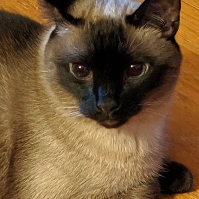 DebWagaman's profile picture. Retired, Conservative, Trump supporter, Looking to escape Maryland