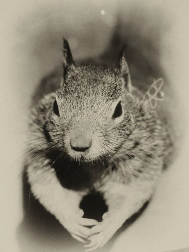 zekefiddler's profile picture. 