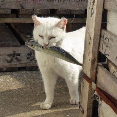 ozemerald's profile picture. 