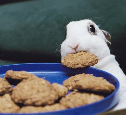 cookie-bunny_2.jpg