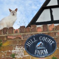 Hill Court Farm(@HillCourtFarm) 's Twitter Profile Photo