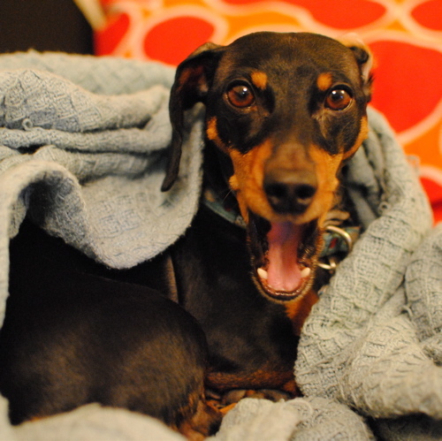 egondog's profile picture. Ball? Ball? Ball?