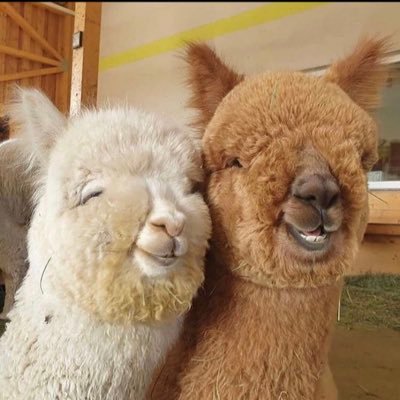 DalalMo7's profile picture. “Let not your love become attachment, nor your hate become destruction.” Umar ibn Al-Khattab